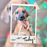 Niewystawowa Suczka Rhodesian Ridgeback/ ZKwP FCI/Badania /champion/