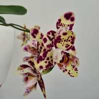 Орхидея Sponge Bob