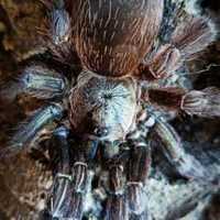 Psalmopoeus reduncus l2/3 ptasznik / pająk dla początkujących