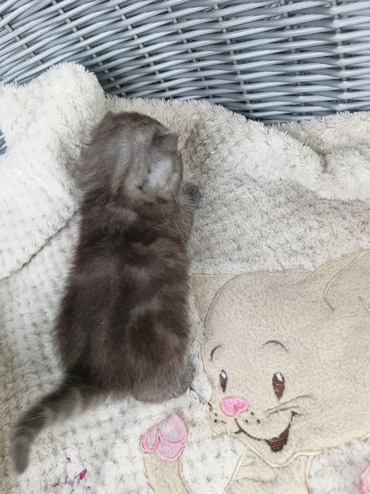 Kocurek pręgowany silver tabby