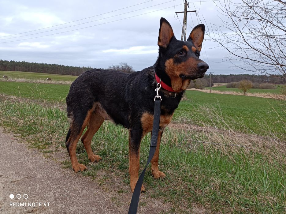 Zaginęła suczka widoczna na zdjęciu.