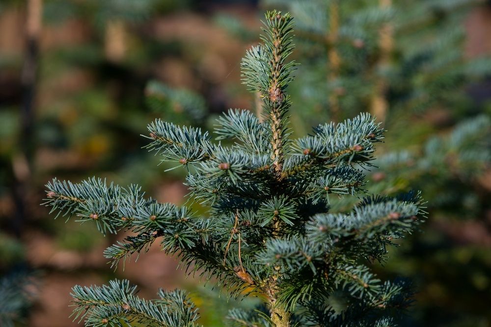 Jodła Arizońska (Abies Lasiocarpa), wysokość 30-50cm, donica 5l