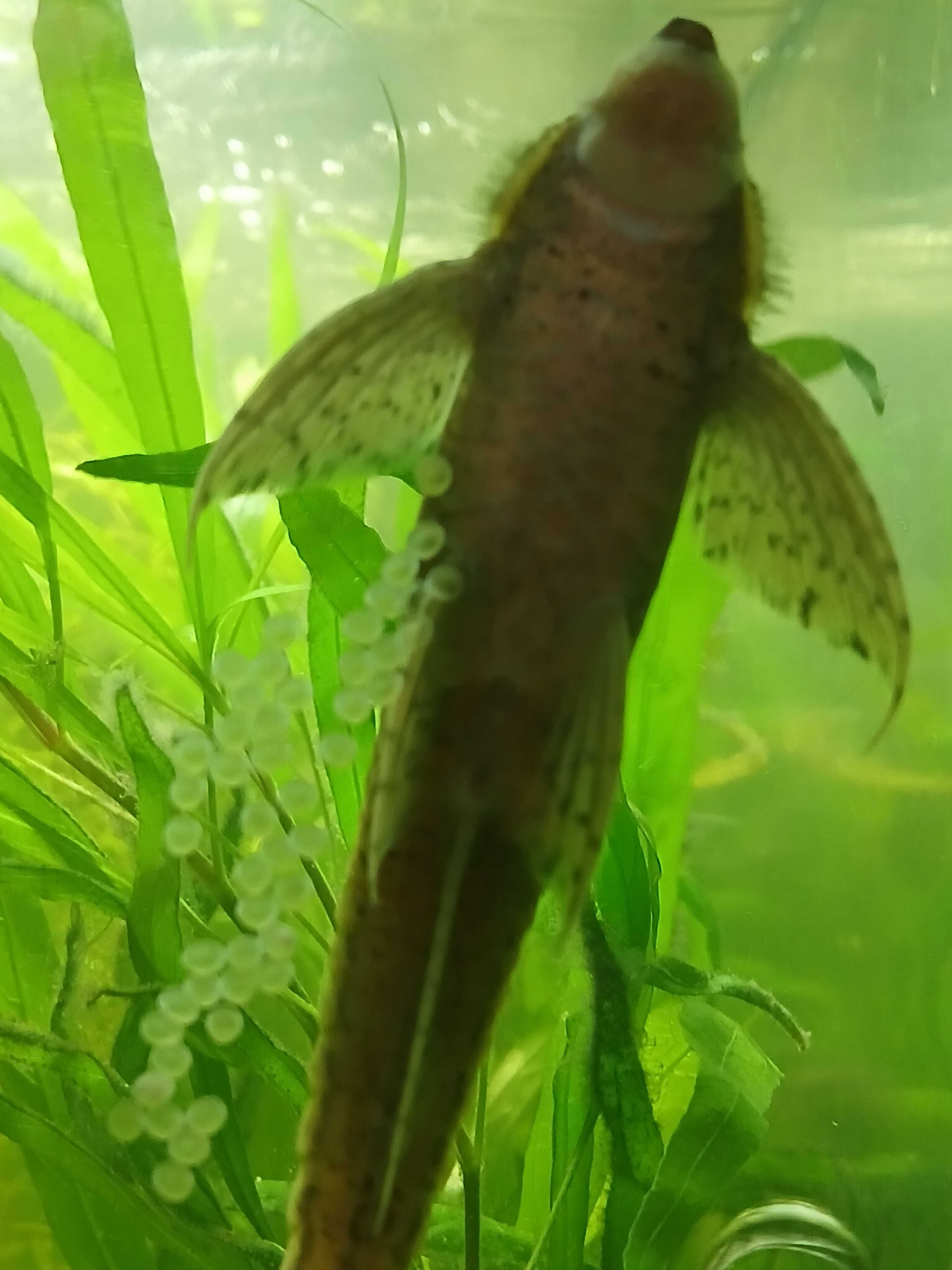 Sturisoma aureum