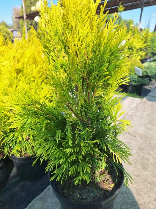 Туя форево голди