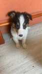 szczeniak owczarek szkocki collie