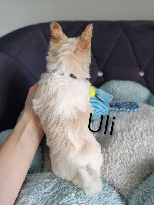 Malutki chłopczyk Golddust Yorkshire terrier