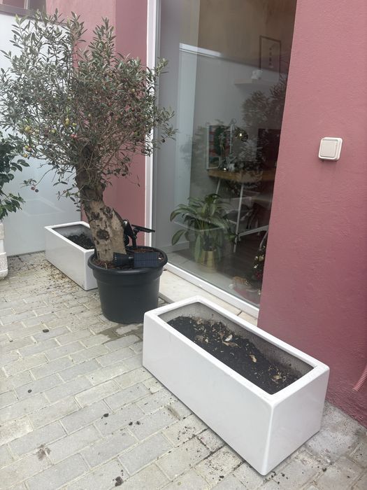 Dois vasos horto campo grande alta qualidade já com substrato