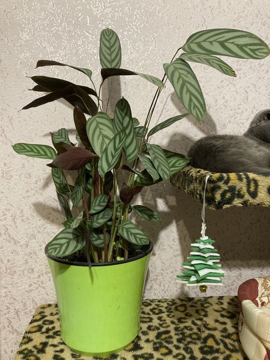 Калатея Ктенанта