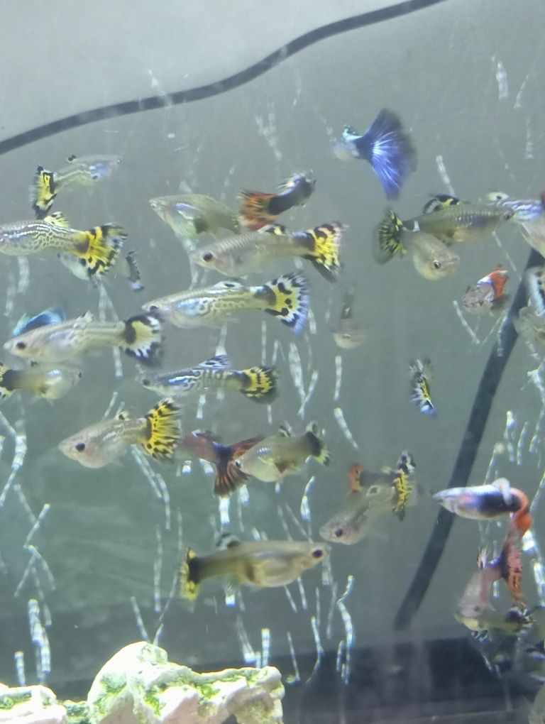 Guppys e Mollys Gold Black