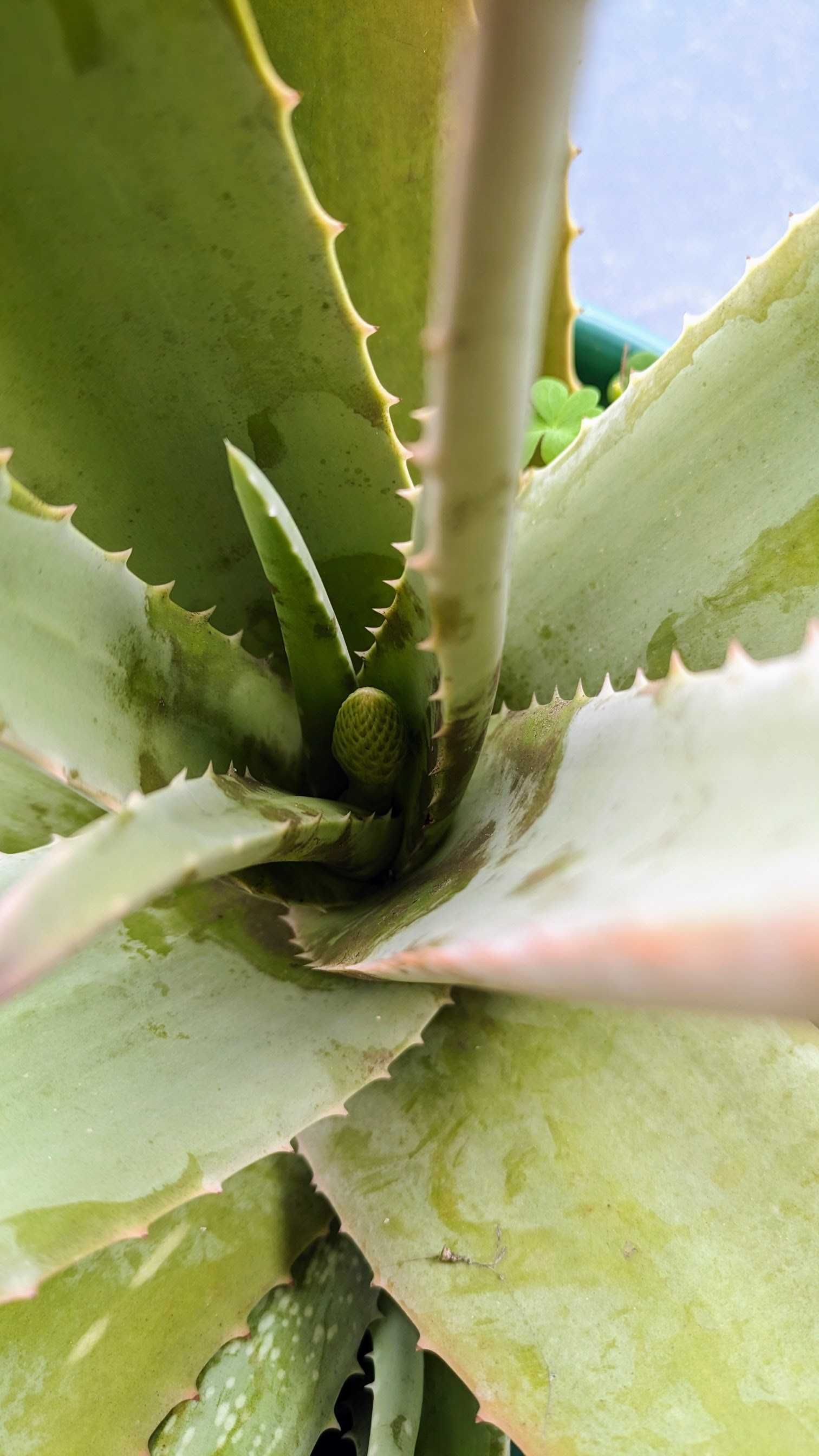 Planta Aloe Vera Barbadensis em saco ou vaso