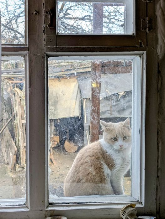 Гарненький котик, 1 рік