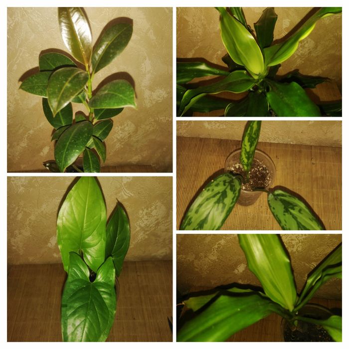 Продам драцена, фикус, аглаонема та монстера