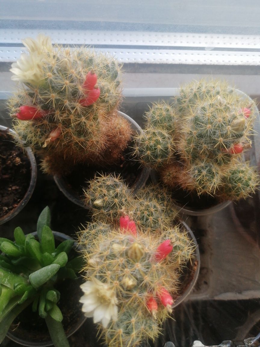 Кактус Mammillaria prolifera