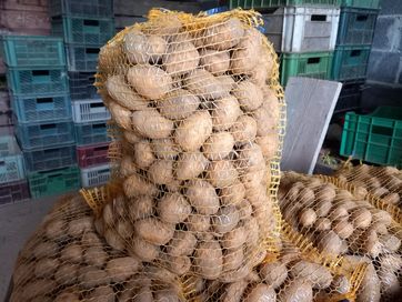 Ziemniaki sadzeniaki