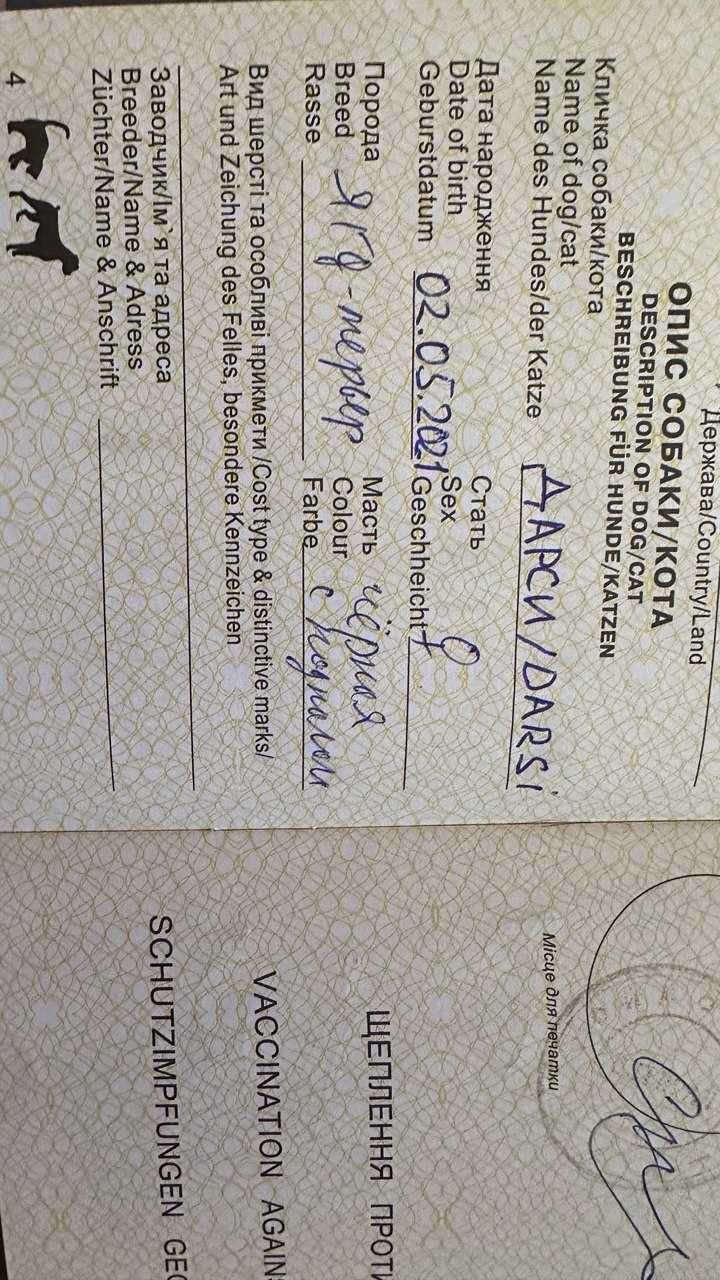Продам цуценят породи ягдтер'єр (ягдтерьер)