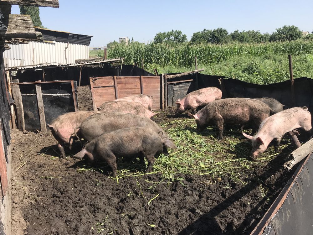 Продам свиней живою вагою терміново
