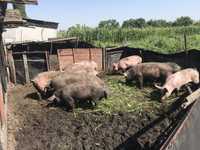 Продам свиней живою вагою терміново