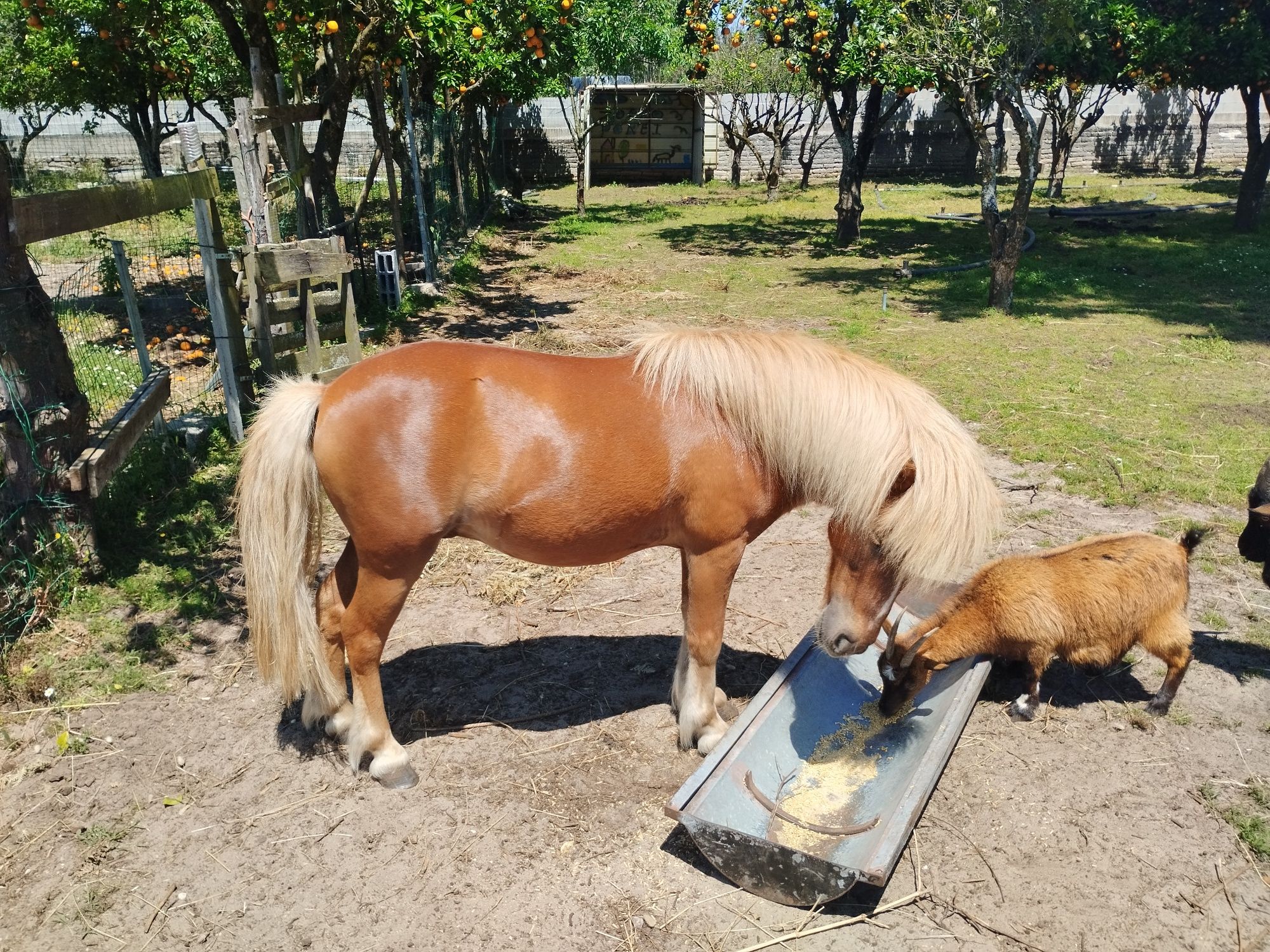 Animais da quinta
