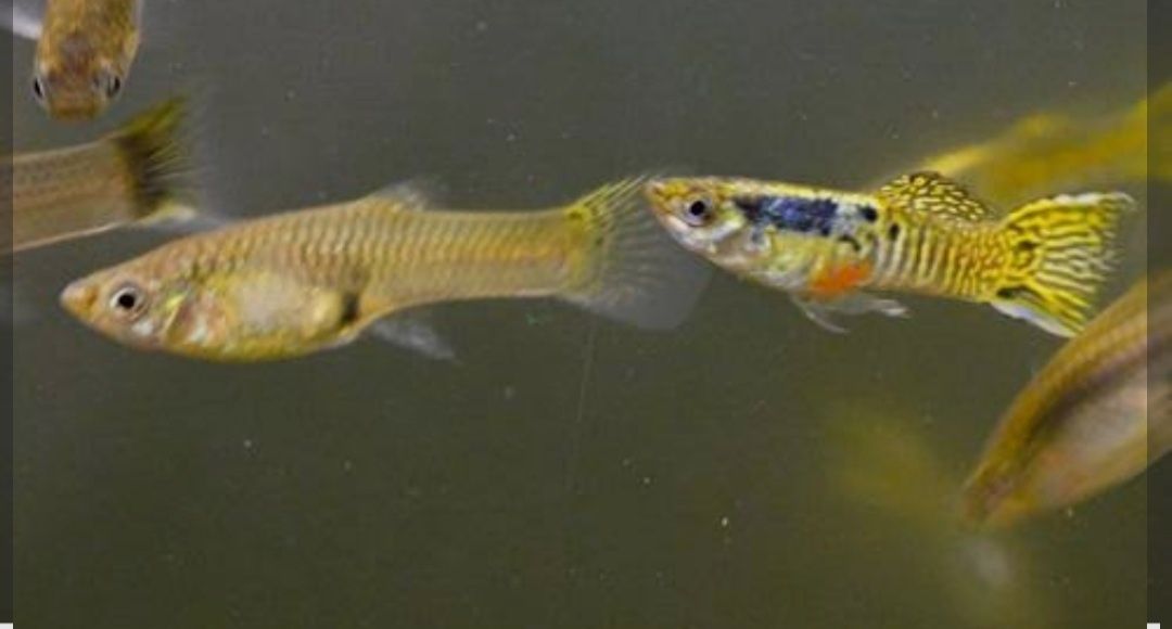 Peixes Guppys Endler Japan Blue e Tiger