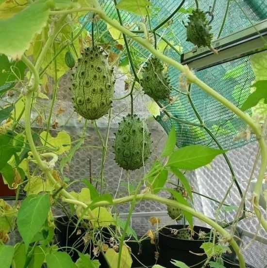 10 Sementes de Pepino Kiwano - Cucumis metuliferus