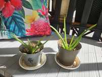 Aloes kwiat roślina