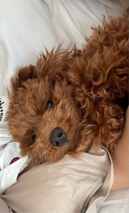 Чистокровний Мальтипу тедді. Мальтипу Ред Браун Мальтипу ф1