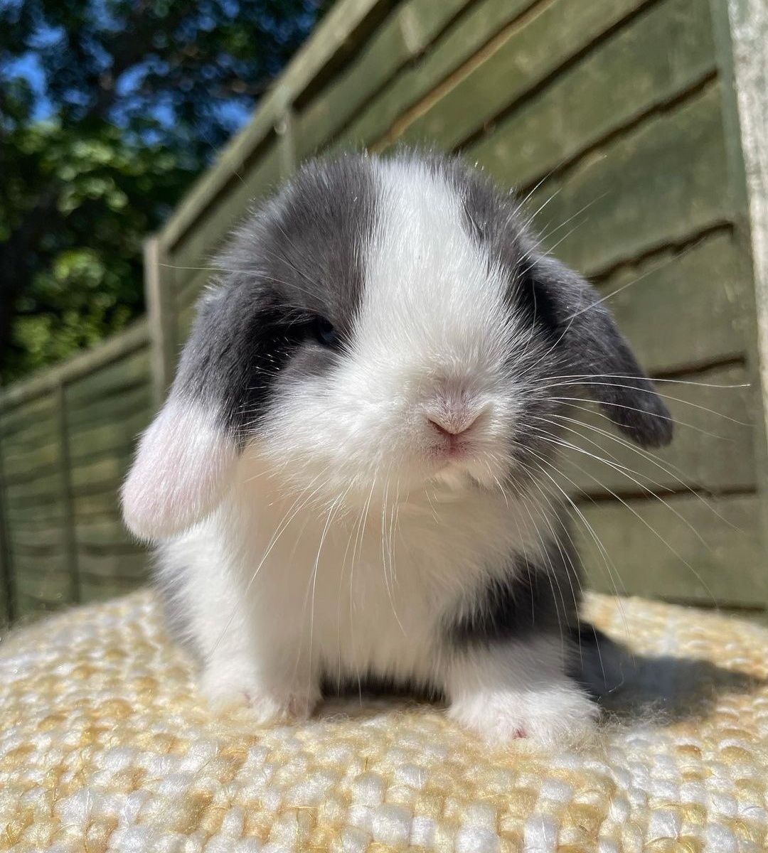 KIT Coelhos anões orelhudos, mini lop adoráveis e super inteligentes