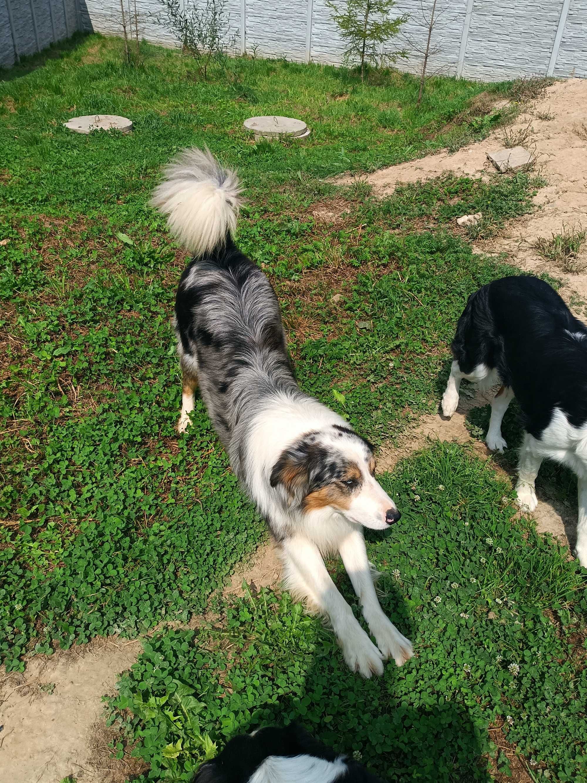 Border Collie -czarno-białe