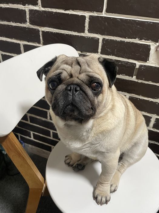 Молодий мопсик, чекає свою дівчинку!)