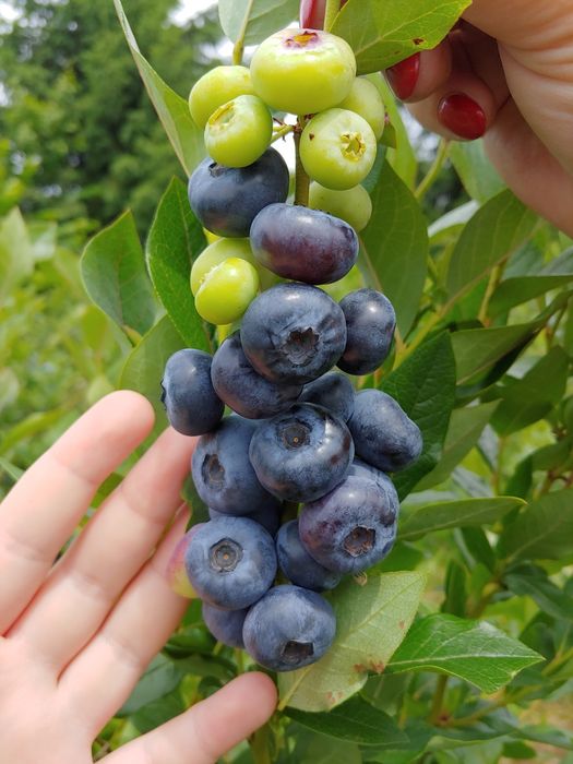Borówka amerykańska sadzonki. Duże owoce. Odporne na mróz