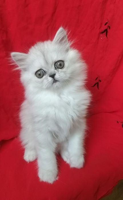 Котёнок серебристая девочка 2 месяца шиншилла хайленд