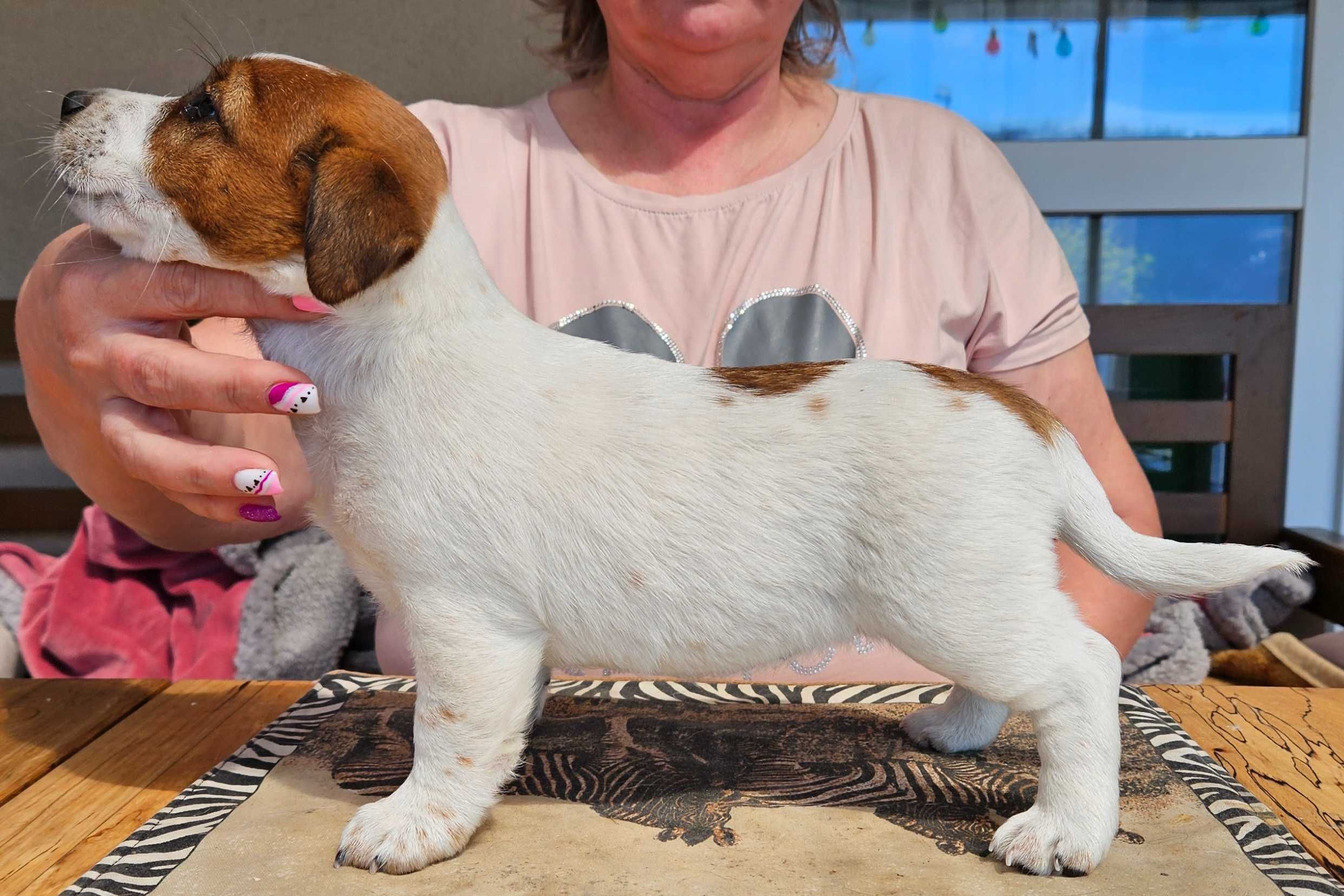 Jack Russell Terrier FCI ZKwP