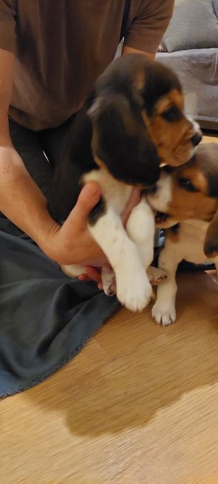 BEAGLE maluszek-