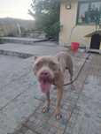 Dá-se pitbull novo