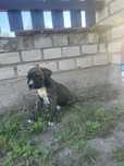 Suczka szuka  nowego domu bokser z cane corso