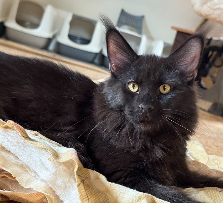Cudny czarny kocurek Maine Coon