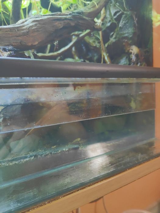 Terrarium z gekonem orzęsionym i gekonami płaczącymi + wyposażenie