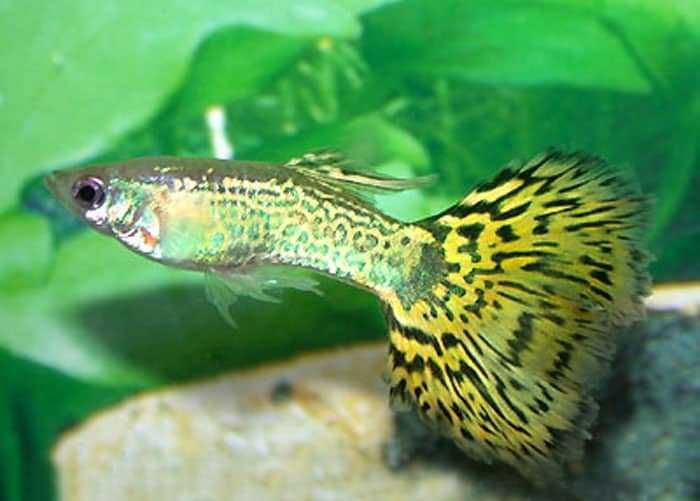 Guppy Cobra Amarelo 3,5cm (Poecilia reticulata)