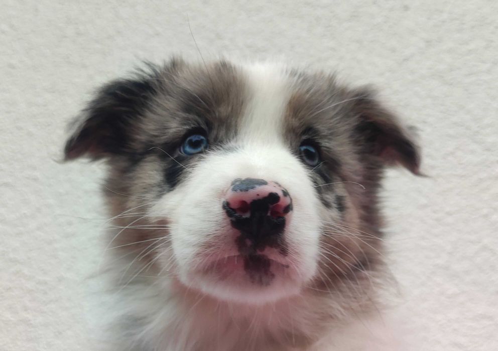 Piękny pies BORDER COLLIE z Hodowli - Rasowy z pełną dok.