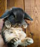 Królik karzełek baranek mini lop