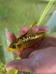 Carpas koi AkA Matsuba   
10/15cm