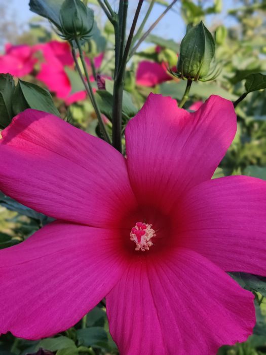 Маргаритки, розові з різними відтінками