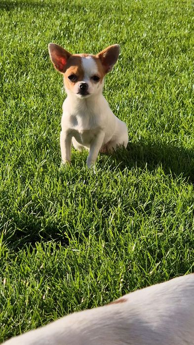 Malusia suczka chihuahua