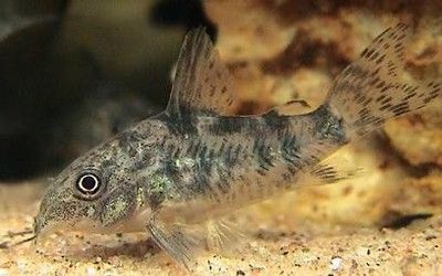 kirysek pstry -Paleatus Corydoras