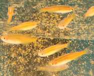 Danio choprae Aquafizz Creative