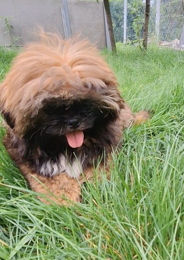 Pies shih tzu szczenię