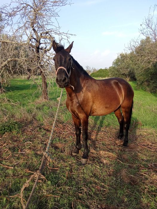 Vendo égua preta 4 anos