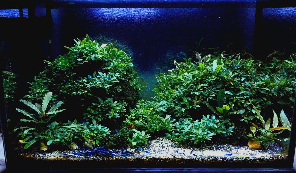 Bucki nano, kompaktowe gatunki Bucephalandra Melawi mini blue i Aurora