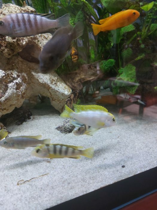 Labidochromis Permut młode