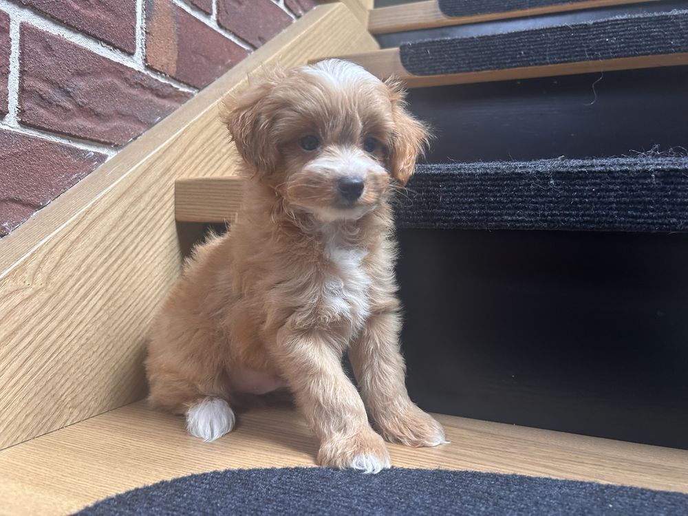 Maltipoo piesek f1